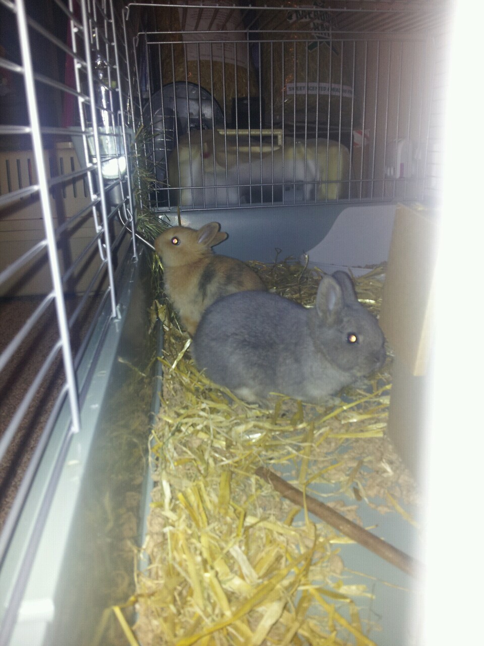 Our little furbuns are all settled in and starting to be brave and begin exploring.