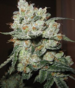 legalizeganja420:  Close up of OG Kush Bud