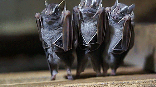 ohnobutwhy:  nuedvixx:  biomorphosis:  When you flip bats upside down they become exceptionally sassy dancers.  WHEHEHEHEHEHEH  Love it 