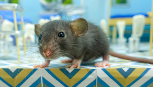 Cute Baby Rat   https://www.instagram.com/homurahampets/