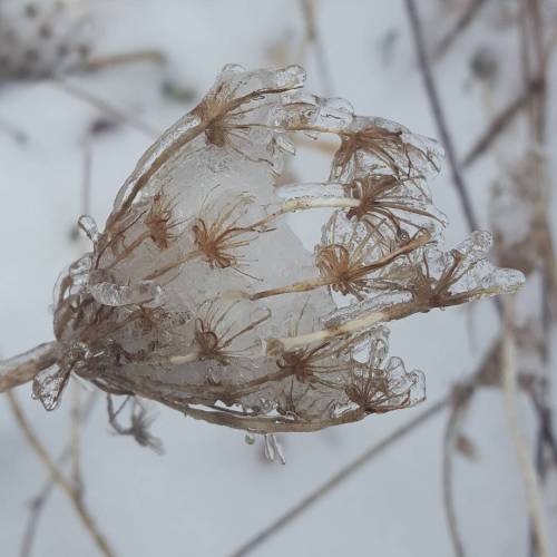 goawaypleaseleavemealonebye:frozen queen annes lace seeds (Daucus carota)