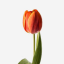 tulip-patch