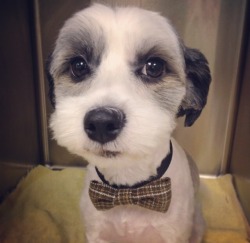 handsomedogs:  He is a gentleman. luisinha24.tumblr.com