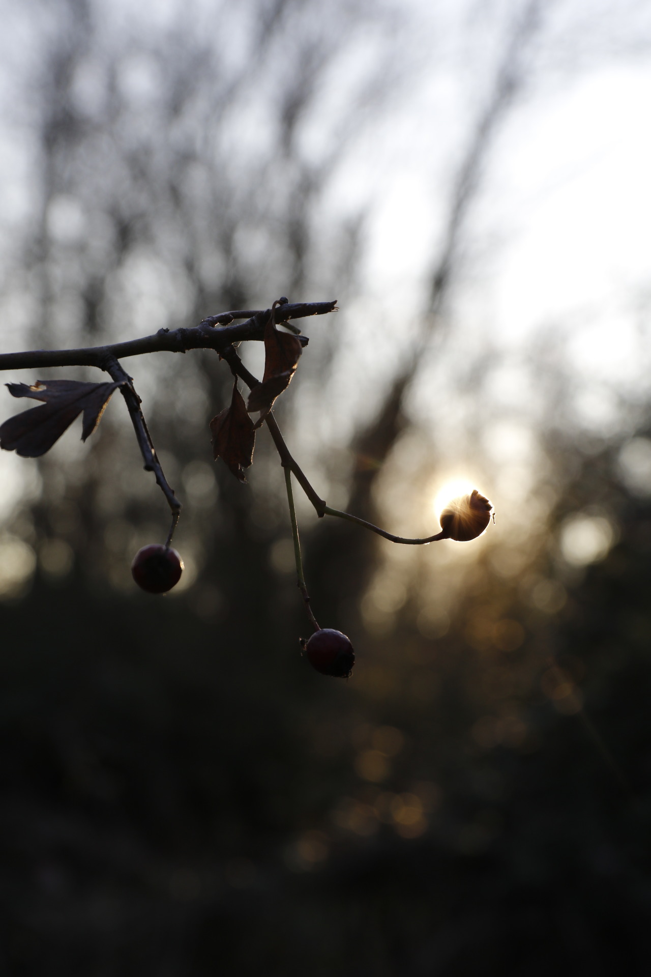 laurabfernandez: Natural depth of field ©2016laurabfernádez 