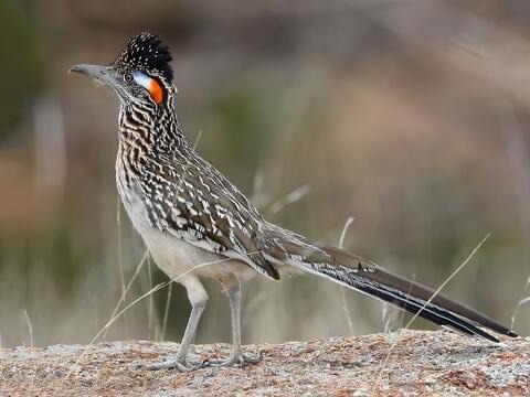 Roadrunner Appreciation Post