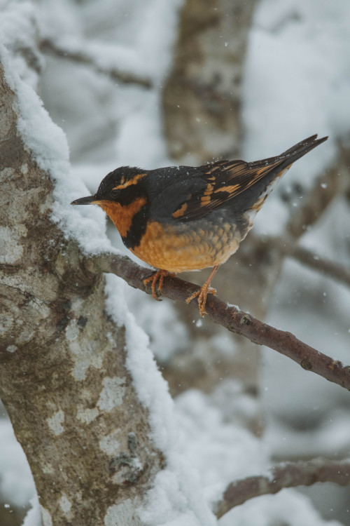 millivedder:Visitors on a snowy day