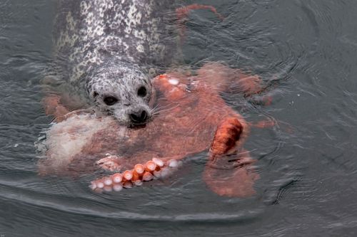 yasakajinjya:See giant octopus and seal engage in epic battle to the DEATH
