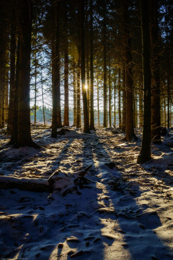 brutalgeneration:  Sun through a dark winter forest (by Fredde Nilsson) 