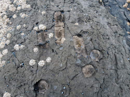 Underwater LiliesThese barrel-shaped pieces are fragmented crinoid stems. This type of crinoid was a