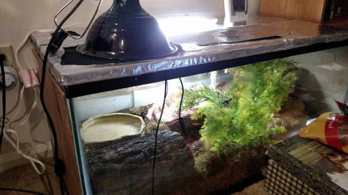fantasticbeastsandhowtokeepthem: I added Charis’s new hide to her tank yesterday! After I put 