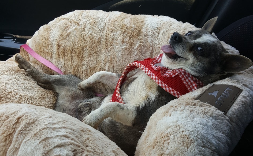 awwww-cute:  This is the face of the goodest of dogs who flirted with all of the