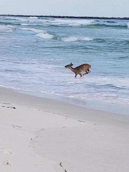 elodieunderglass: sweetlyfez: sweet-bitsy: pugsarelub: my parents are at the beach and my mom just s