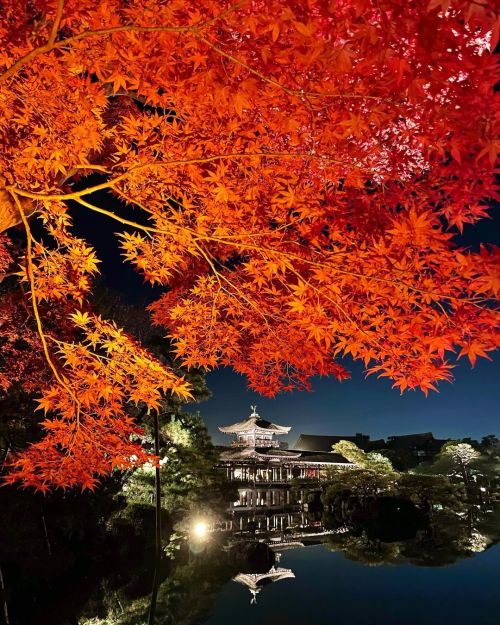 ’ ’ 【紅葉の京都】平安神宮 ライトアップ ’ ’ 夜は神秘的な美しさ ’ ’ 2021.11.17撮影 ’ &r