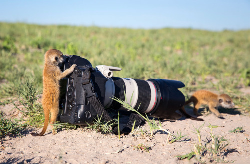 nubbsgalore:  photos by (click pic) stefan meyers, david schultz, igor laptev, will burrard-lucas, simon roy, vadim trunov, michaela walch, ed hetherington, chris du plessis, jim lawrence, paul soulders 