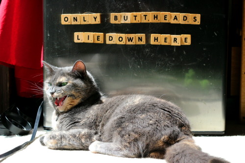 refurbthecat:Pictured: A fuzzy jerk who likes to block the fridge door