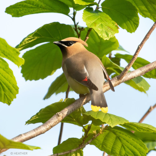 brooklynbridgebirds: Cedar WaxwingBrooklyn Bridge Park, Pier 3