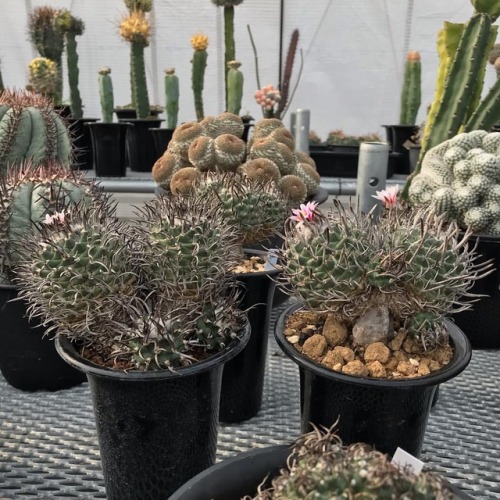 昇竜丸 Turubinicarpus schmiedickeanus #cactus #サボテン#succulents https://www.instagram.com/p/BqoohVnHps5/