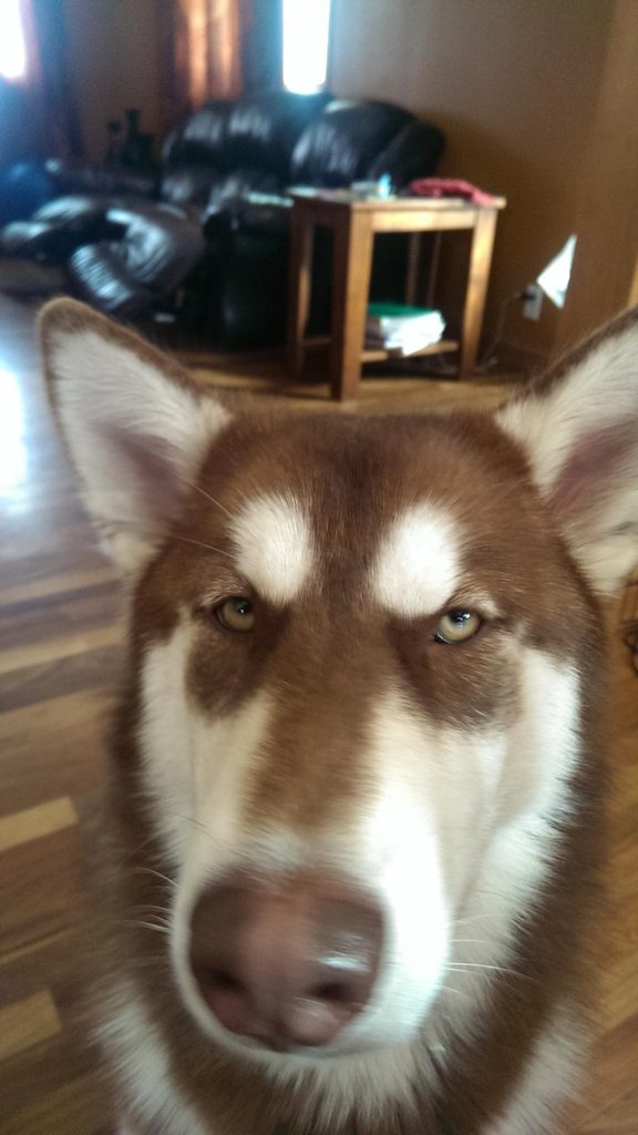 cute-overload:  Someone’s sick of my anticshttp://cute-overload.tumblr.com source: