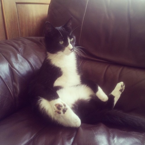 awwww-cute:  Ralph has trouble finding the meaning in his life