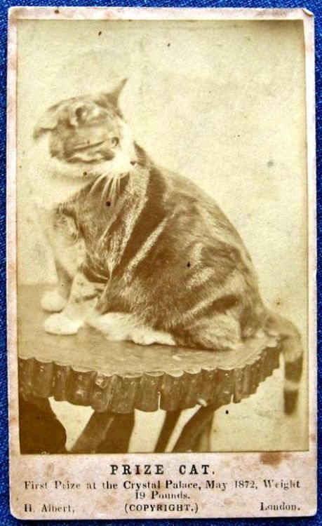 providencepubliclibrary:Enjoy this Prize Cat, the Crystal Palace, 1872! Photographer, H. Albert.