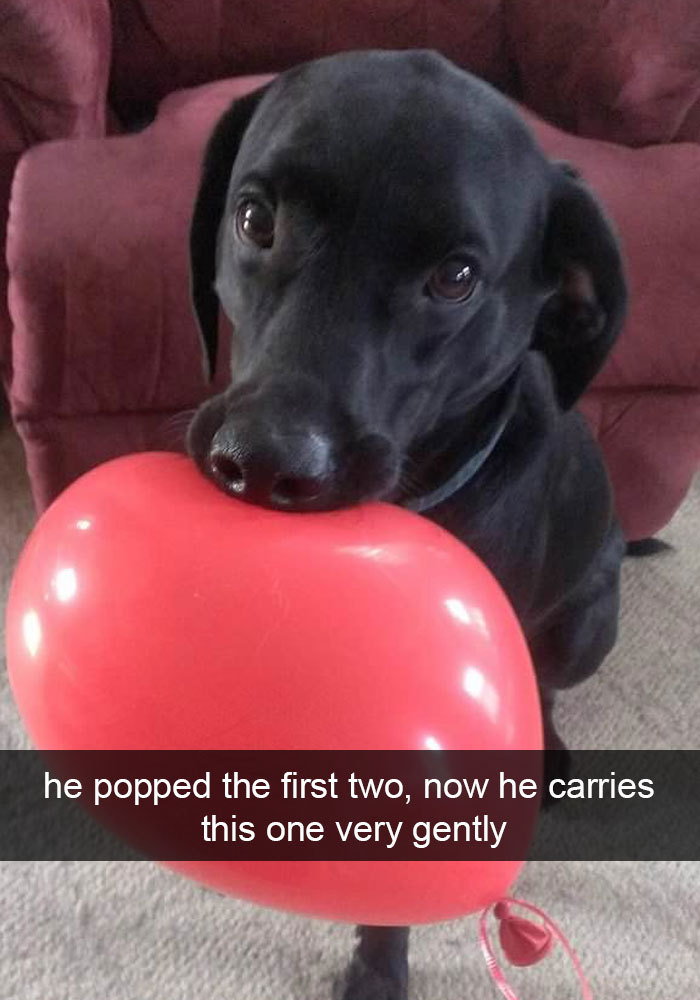 catsbeaversandducks:More Dog Snapchats On Bored Panda