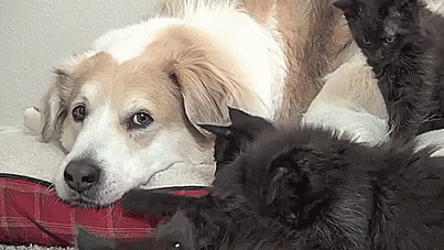 thenatsdorf:“Everything changed when the Kitten Nation attacked.” [video]