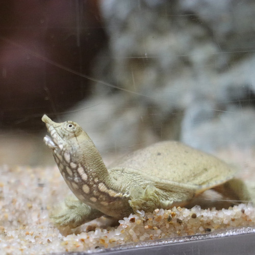 スッポンの赤ちゃん喉のとこプニプニしたい@ヨコハマおもしろ水族館