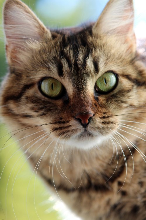 kivi4: My cat.Photo №3