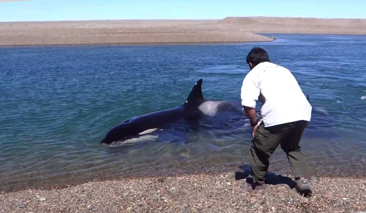 AMIGAS CERCANAS. El guardafauna Roberto Raffa logró filmar a un grupo de orcas bajo el agua en la reserva de Caleta Valdés.