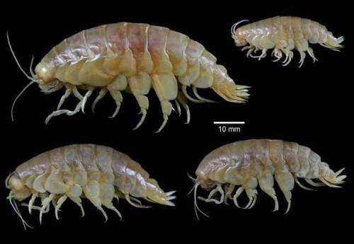 Usually, amphipods are small, with a shrimp-like shapes, these crustaceans are found mostly marine a