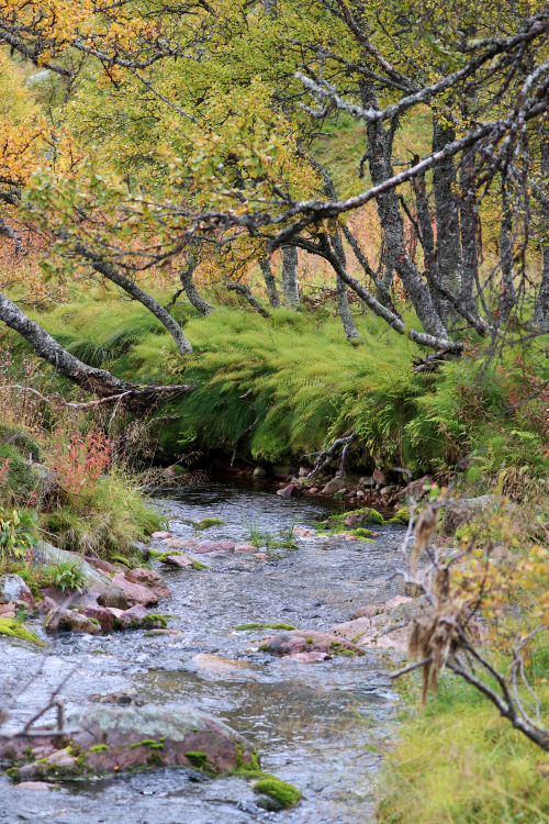 Tangådalen and surrounding areas in Fulufjället National Park, Dalarna, Sweden.