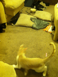 Simba going crazy over point lighter. 😂 (Taken with GifBoom)