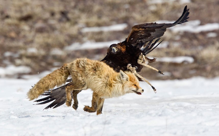 phototoartguy:  …A tamed golden eagle attacks a fox during an annual hunting competition