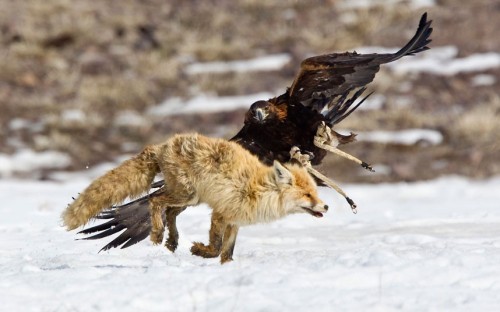 phototoartguy:  …A tamed golden eagle attacks a fox during an annual hunting competition in Chengelsy Gorge, Kazakhstan Picture: REUTERS/Shamil Zhumatov