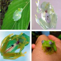 timelord-assassin:  Glass frogs, a group of South and Central American frogs with translucent skin. Their internal viscera, including the heart, liver, and gastrointestinal tract are all completely visible. Found on: I fucking love science 