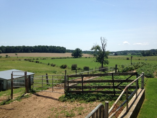 danakandic: Today was FARM DAY at Clearview Farms in Quaryville, PA. I drove out with my parents to