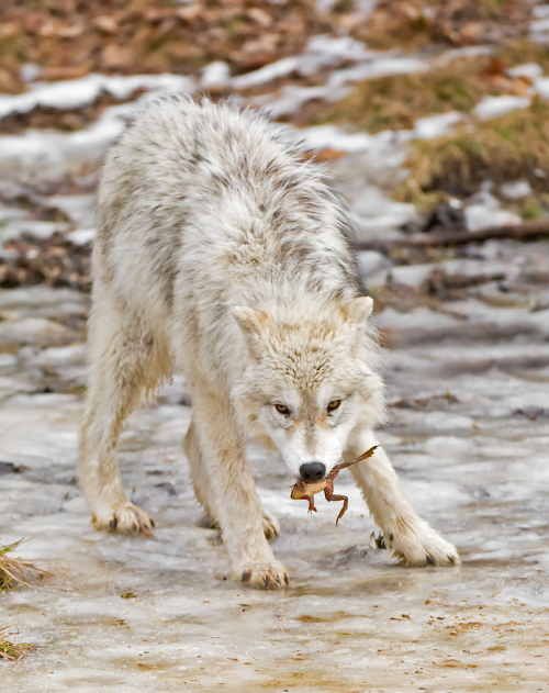 wolveswolves: Arctic wolf (Canis lupus arctos) by Daniel Parent