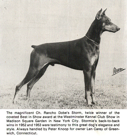 urbanmongoose: Historical photos of Doberman Pinschers from the 1920’s - 1970’s. Scanned