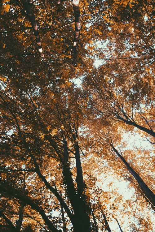 candyapplecider:  MORE FALL HERE
