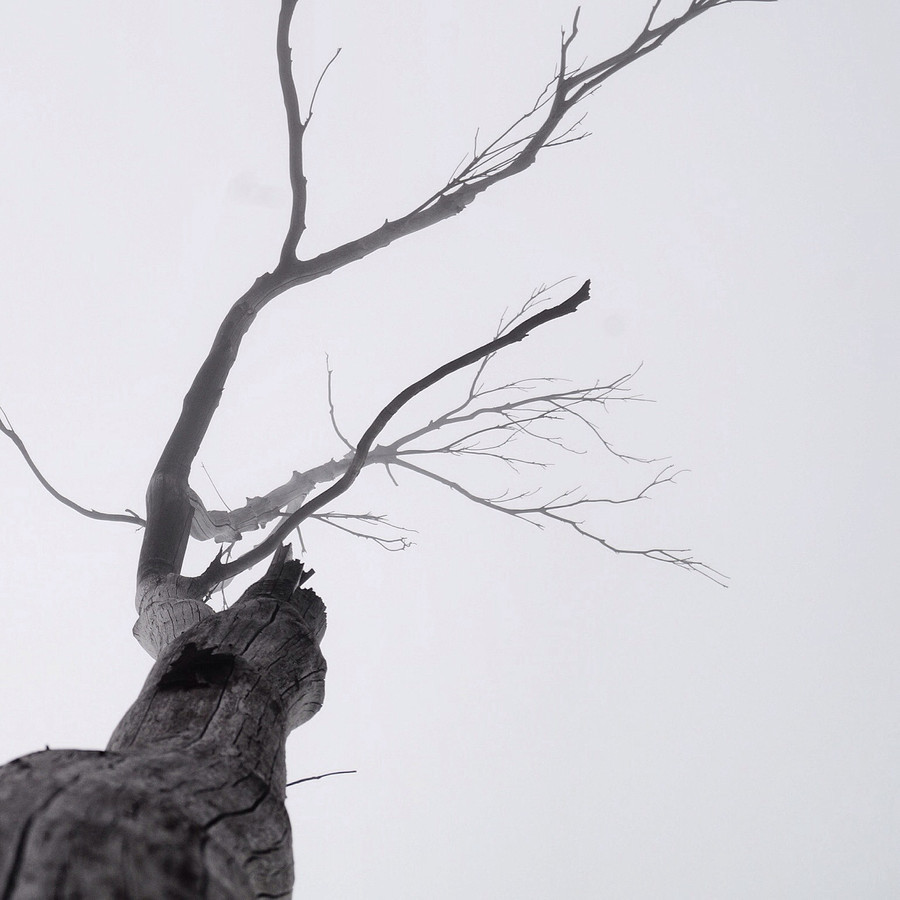 hodgeandpodge:  Life’s Tree by GondhoOnaka 