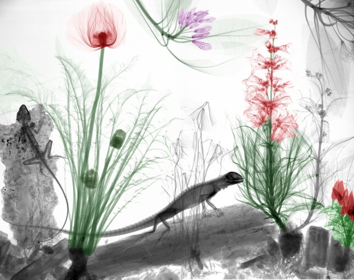 ferroso01:  Radiation Physicist Colorizes X-Ray images by Arie van’t Riet