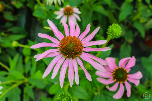 Echinacea AngustifoliaEchinacea, the purple coneflower, is the best known and researched herb for st