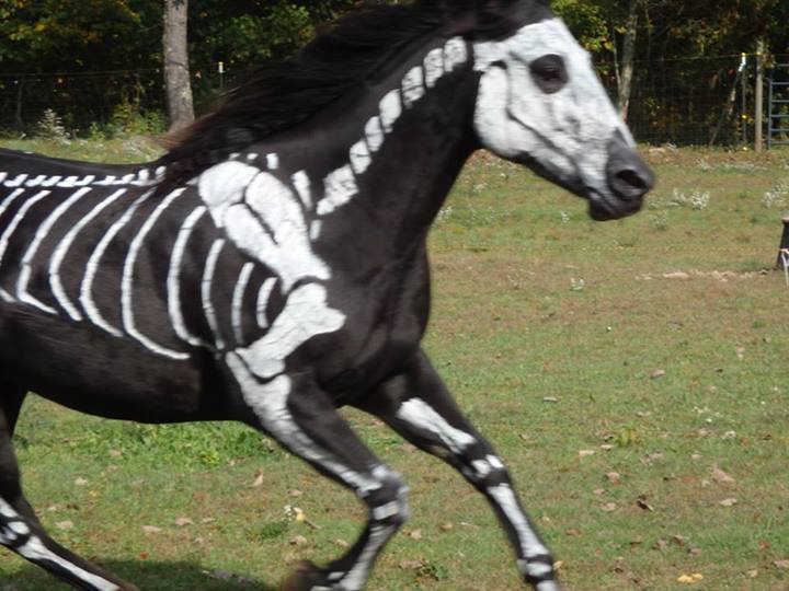 moshita:  Raven the Skeleton Horse  Sandy Cramer of Knot Just Rope tack shop has