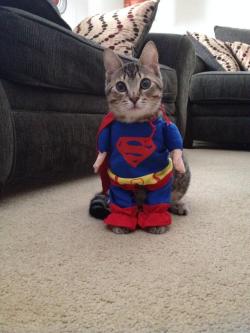 o-lerdo:  Supercat!!! Best purchase! 