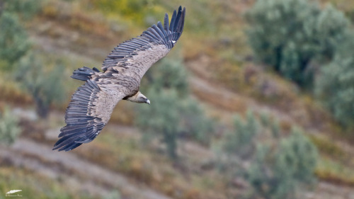 Griffon Vulture - Grifo (Gyps fulvus)Freixo de Espada à Cinta/Portugal (17/05/2022)[Nikon D50