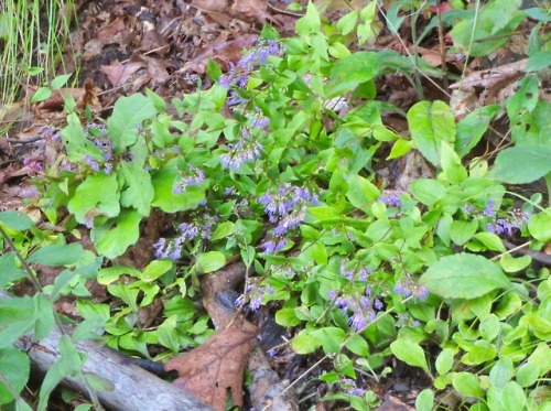 American dittany, Cunila origanoides, blooming now in Pennsylvania. It’s not quite this green. I tur