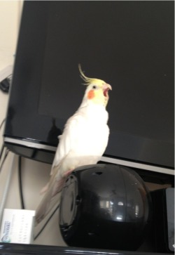 dudusbirdie:  Opera singer or yawning? 