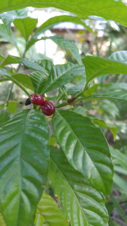 Psychotria nervosa is in the family Rubiaceae. Commonly known as Wild Coffee, it is native to Florid