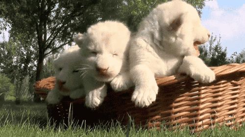 gifsboom:Sleepy Lion Cubs Cuter Than Any Kittens You’ve Seen.[video][Mashable]