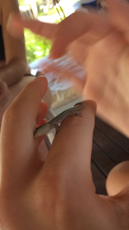 mysoulonfleek:This little lizard jumped on me and started rubbing on my fingers.After some time I re